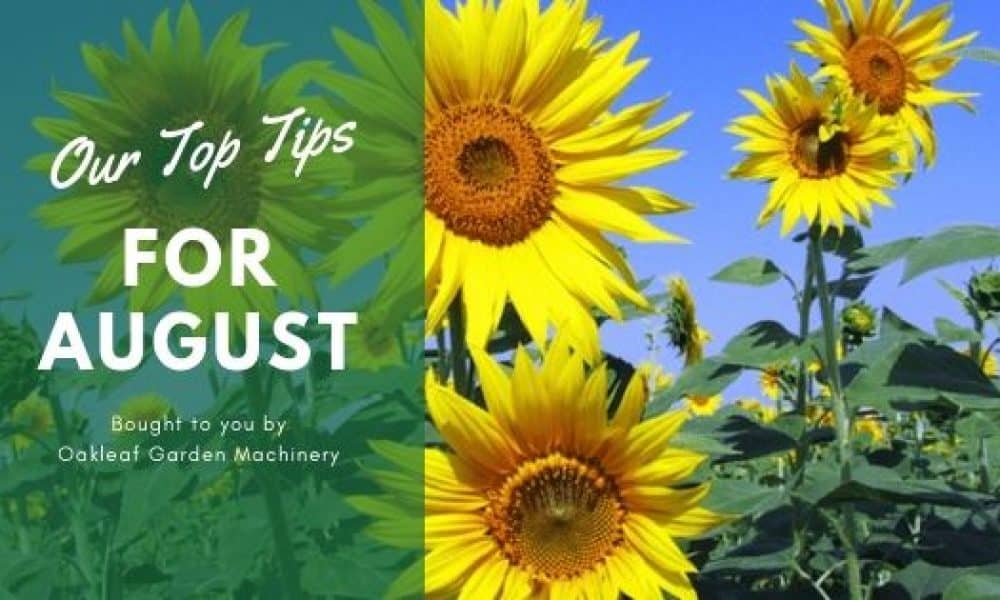 Tips for Your Garden in Early August