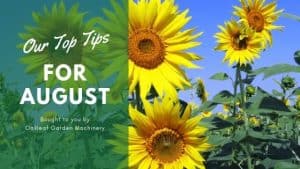 Read more about the article Tips for Your Garden in Early August