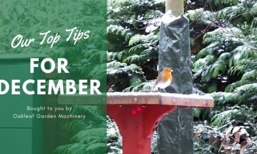Gardening in December