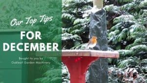 Read more about the article Gardening in December