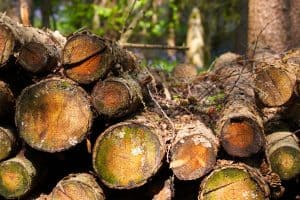 Read more about the article How to Cut Logs with a Chainsaw: The Right Way – Part 2