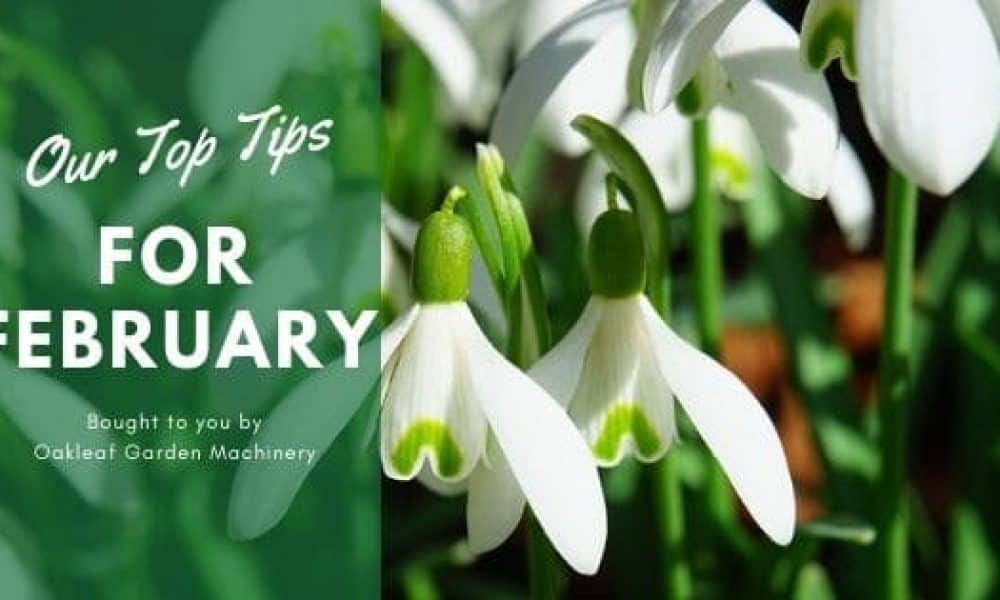 Our Top Gardening Tips for February