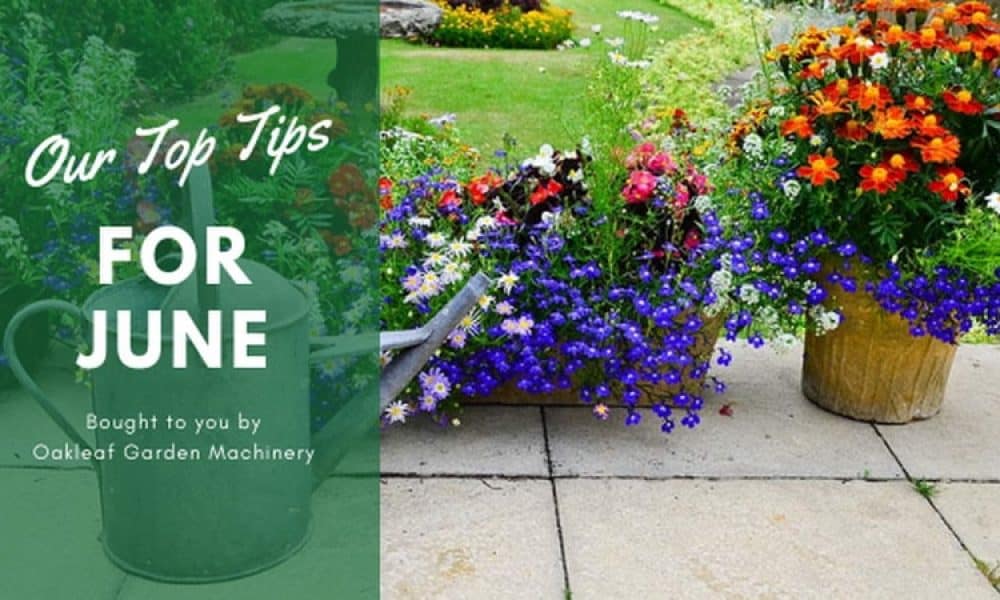 June’s Gardening Tips