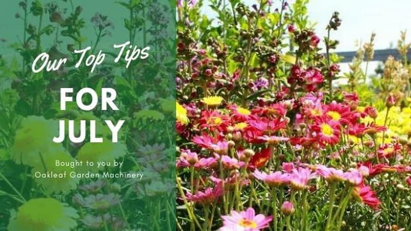Make sure you keep new plants well watered, using grey water where possible, and hoe off weeds, which thrive in the sunshine.