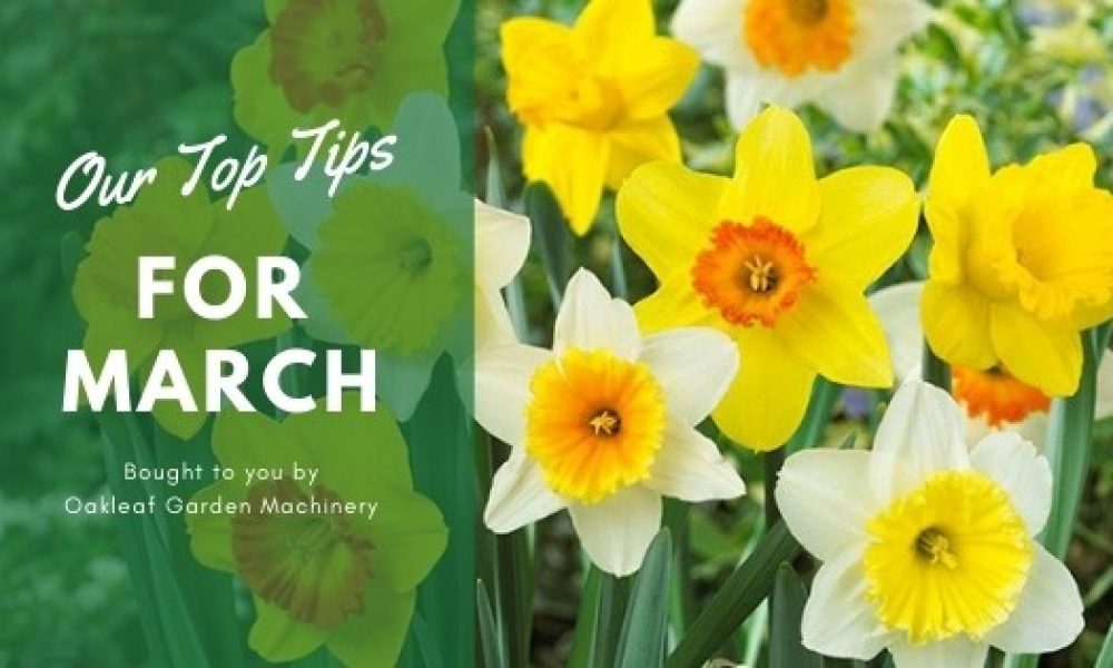 What to do in the garden in March