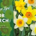 What to do in the garden in March